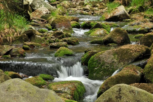 Small forest stream
