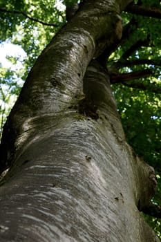 Female Tree