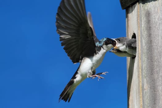 Tree Swallow (tachycineta bicolor) feeding hungry babies