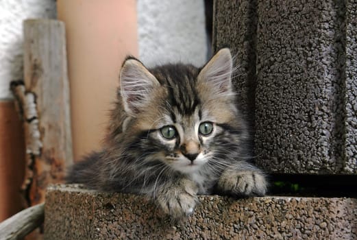 Long-haired little baby cat