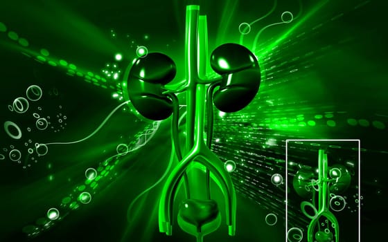 Digital illustration of kidney in colour background
