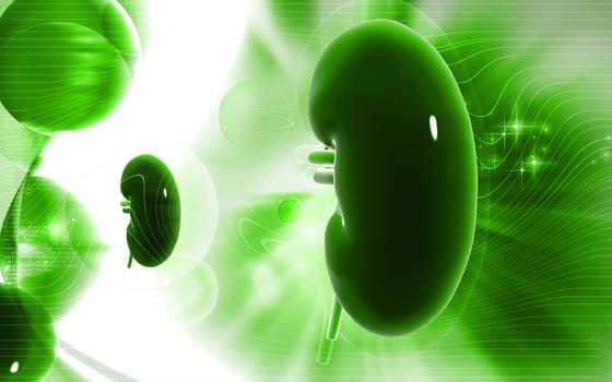 Digital illustration of kidney in colour background