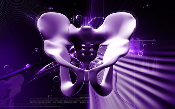 Digital illustration of pelvic girdle in colour background