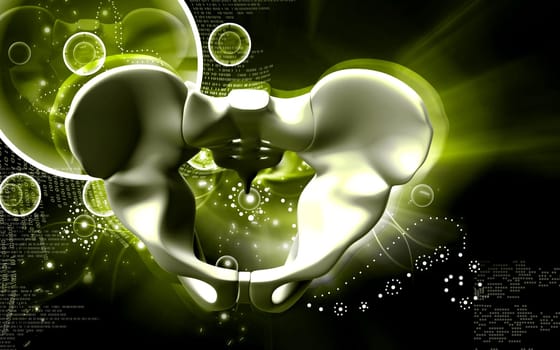 Digital illustration of pelvic girdle in colour background