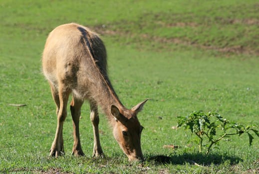 David's deer
