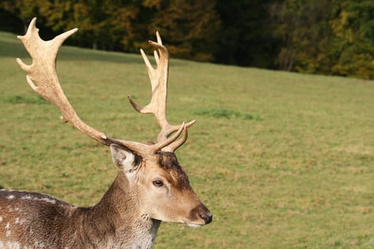 Fallow deer