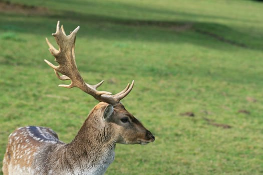 Fallow deer