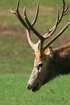 David's deer