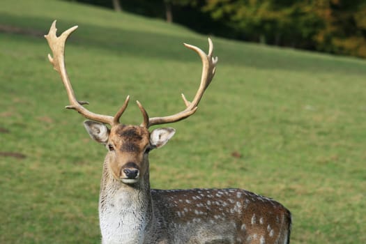 Fallow deer