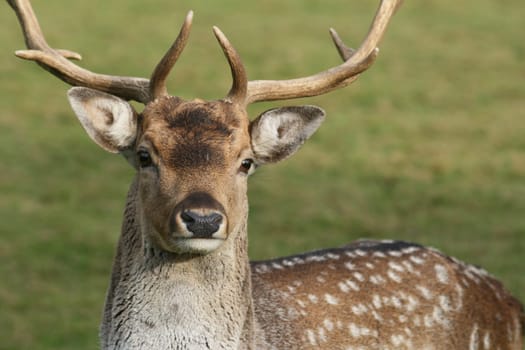 Fallow deer
