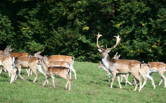 Fallow deer