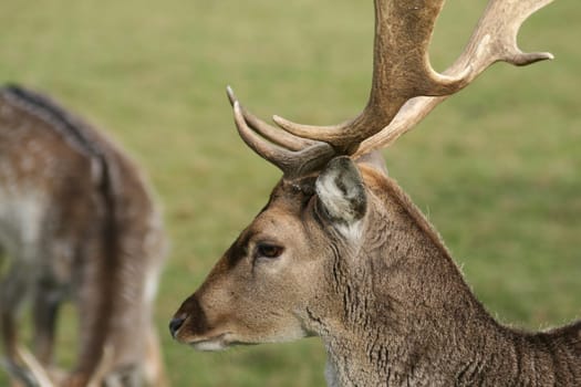 Fallow deer