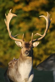 Fallow deer