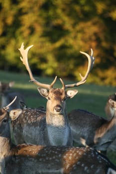 Fallow deer