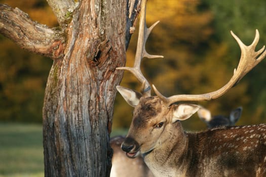 Fallow deer