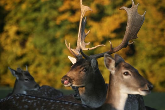 Fallow deer
