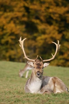 Fallow deer