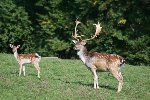 Fallow deer