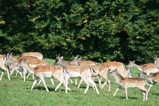 Fallow deer