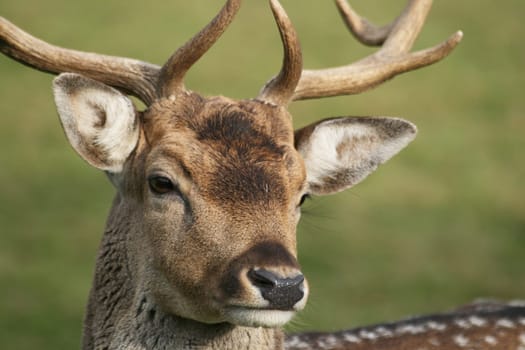 Fallow deer