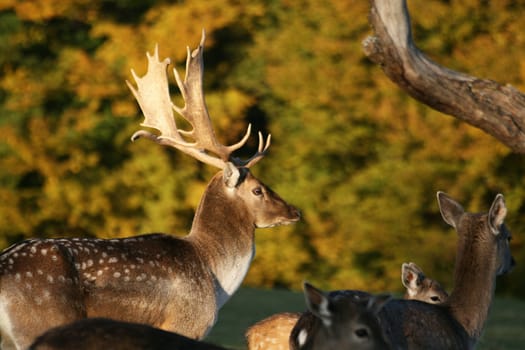 Fallow deer