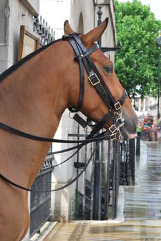 close up of horse in city