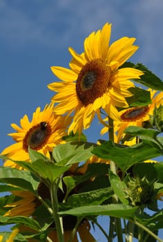 sunflowers