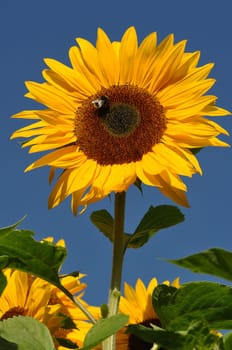 sunflowers