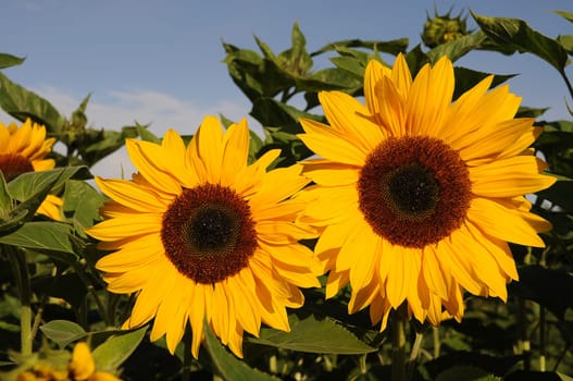 sunflowers
