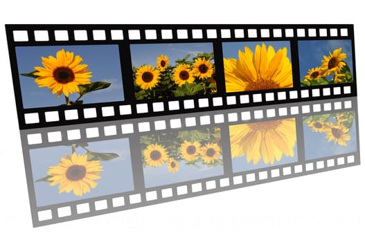 Filmstrip Sunflowers