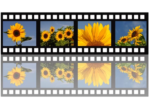Filmstrip Sunflowers
