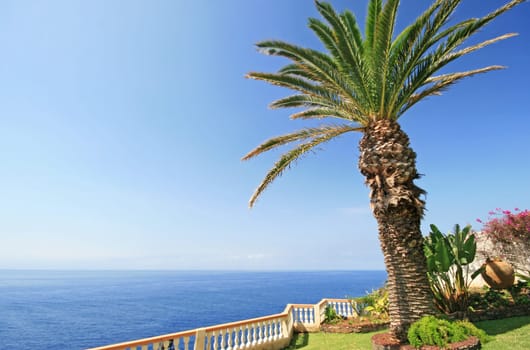 Palm tree