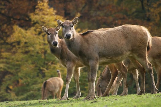David's deer