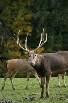David's deer