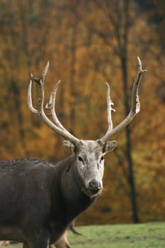 David's deer