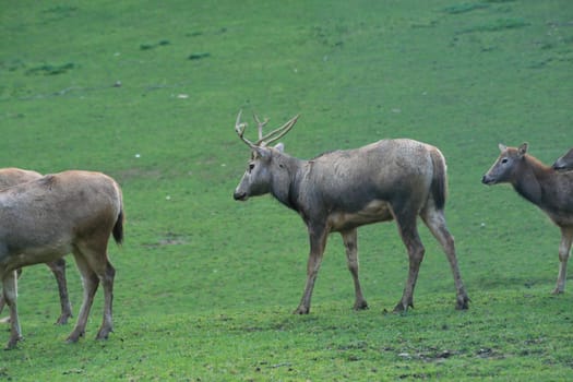 David's deer