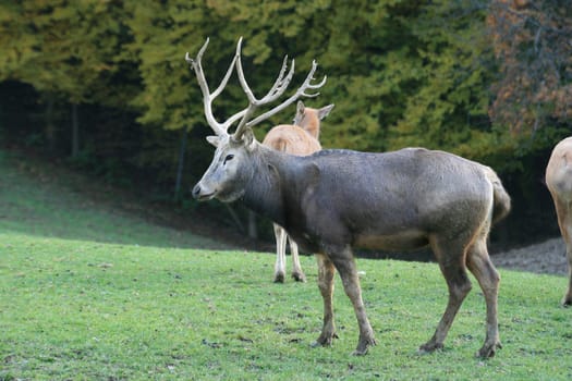 David's deer