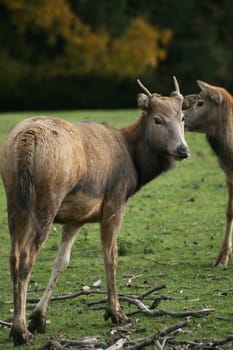 David's deer