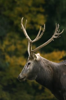 David's deer