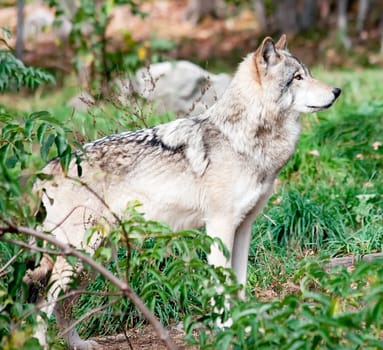 A gray wolf is standing and looking ahead