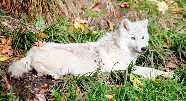 On a fall day a young arctic wolf is lying down.