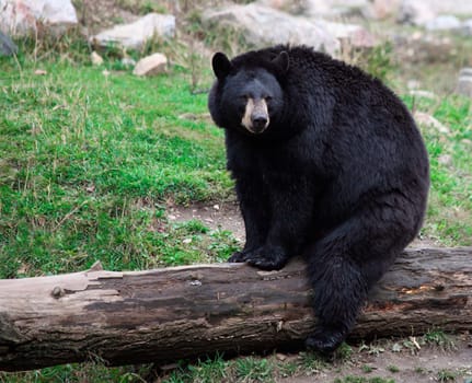 An american black bear is sitting on a tree trunk.
