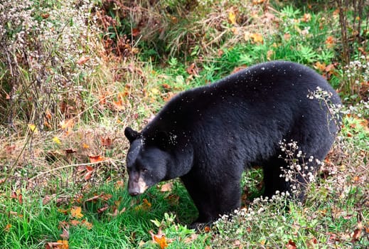 An american black bear is walking through shrubs and grass on a fall day.