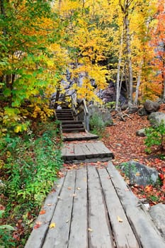 On a colorful fall day, a boardwalk is crossing the woods.