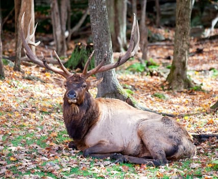 An Elk is resting on a fall day.