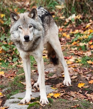 On a fall day a gray wolf is looking at the camera.