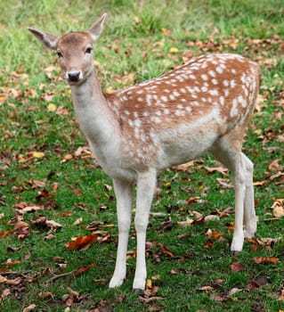 A fallow deer is looking at the camera.