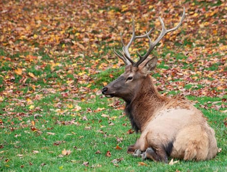 An elk is lying down on the grass on a fall day.