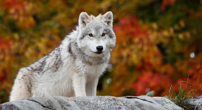 On a fall day a young arctic wolf is looking at the camera.