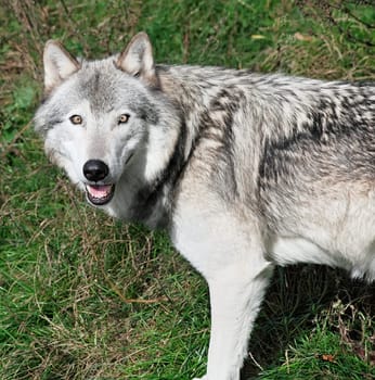 A gray wolf is looking at the camera.